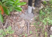 Diduga Belum Mengantongi Izin, Provider Wifi Bodong Beroperasi di Wilayah Desa Sirnajaya, Kecamatan Serang Baru Menjadi Sorotan Publik